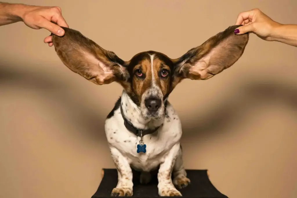 A dog with big ears