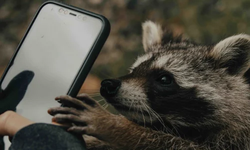 raccoon holding a phone - Call Leads Quickly — Some Stats and An Argument