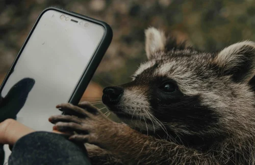 raccoon holding a phone - Call Leads Quickly — Some Stats and An Argument