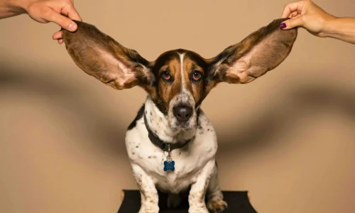 cute dog with big ears